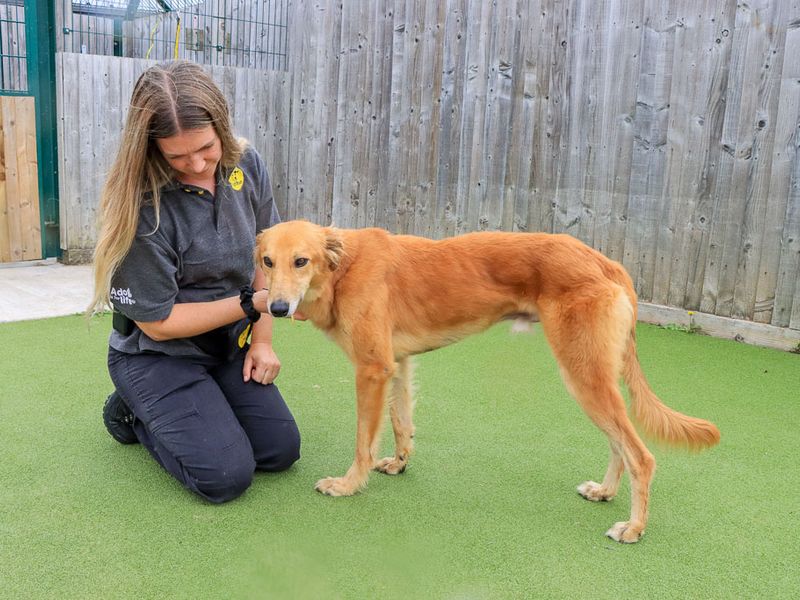Lionel | Saluki Cross | Evesham (Worcestershire) - 4