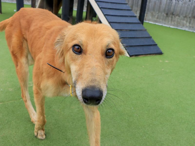Lionel | Saluki Cross | Evesham (Worcestershire) - 1