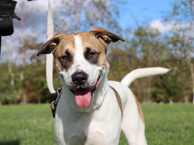 Lulu | Akita Cross | Darlington - 2