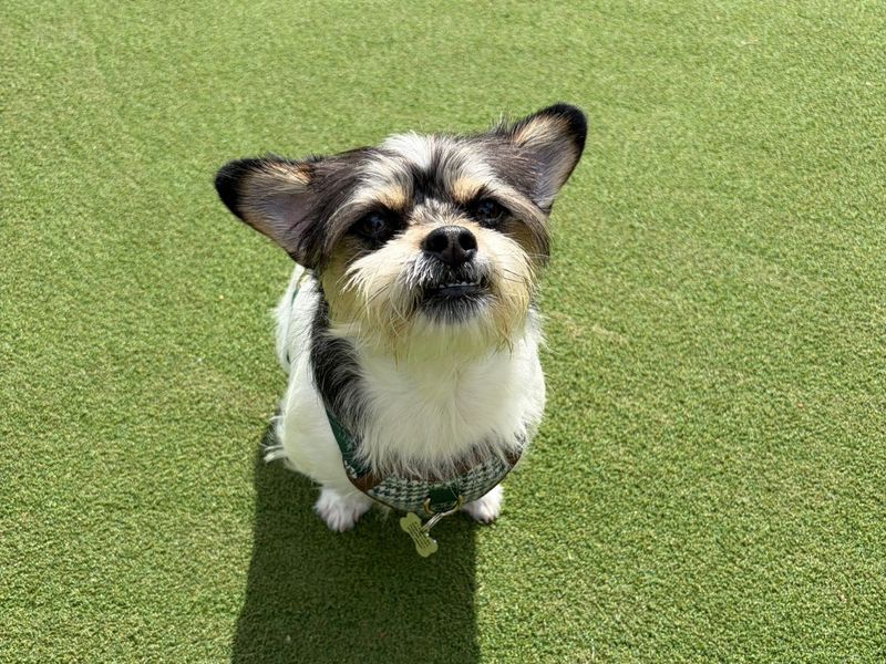 Maggie May - Image 4 of 5