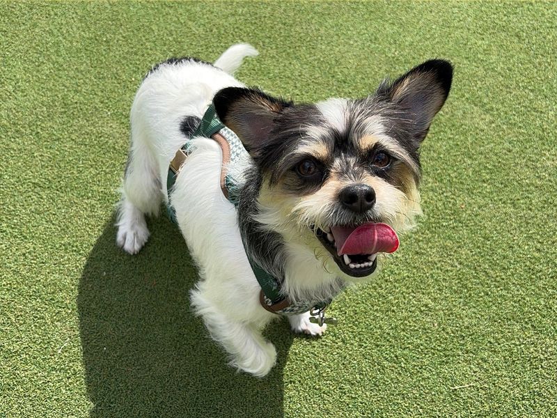 Maggie May - Image 2 of 5