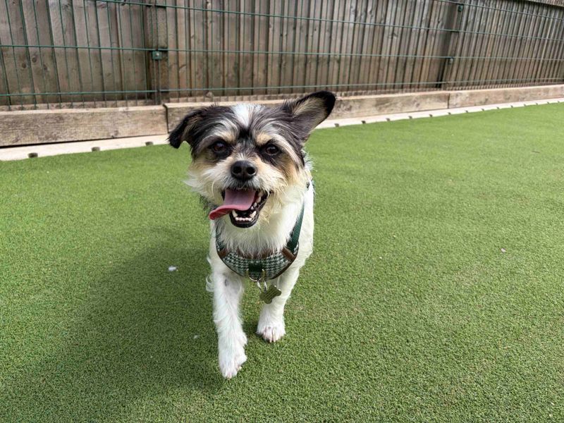 Maggie May - Image 3 of 5