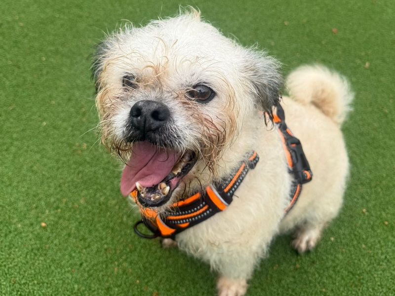 Spuddy | Terrier (Jack Russell) Cross | Shrewsbury (Shropshire) - 1