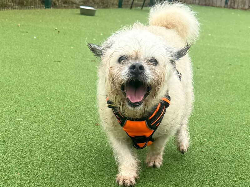 Spuddy | Terrier (Jack Russell) Cross | Shrewsbury (Shropshire) - 2