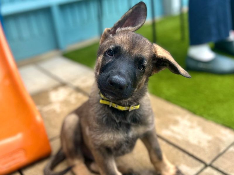 German Shepherd Dogs And Puppies For Adoption