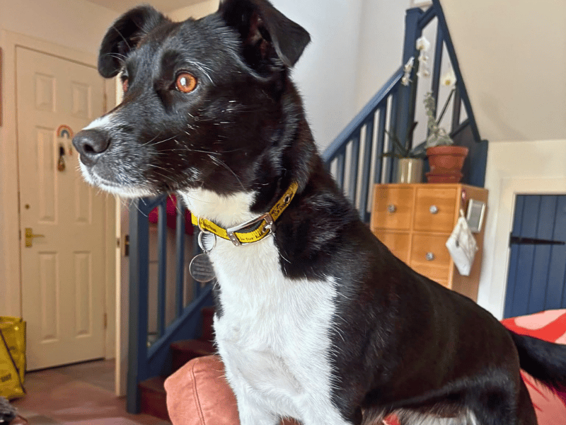 Border Collie Dogs And Puppies For Adoption
