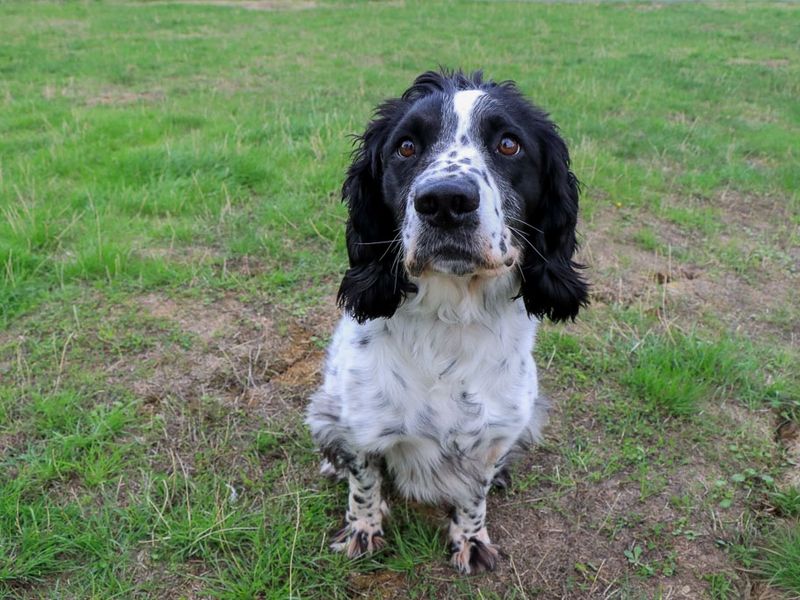 Rupert | Spaniel (English Springer) | Evesham (Worcestershire) - 1