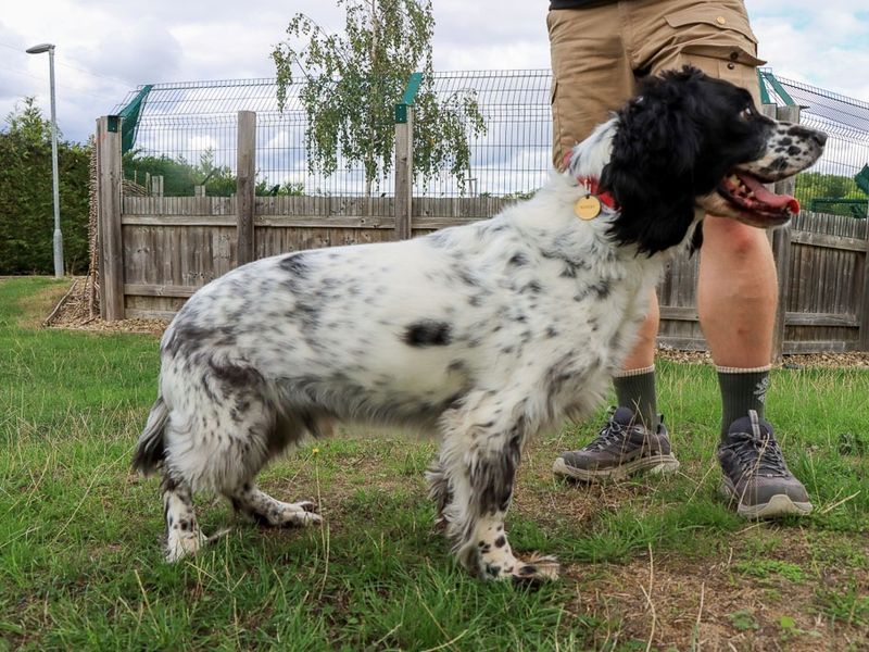 Rupert | Spaniel (English Springer) | Evesham (Worcestershire) - 3
