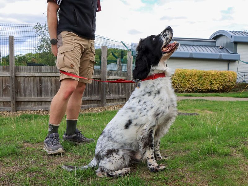 Rupert | Spaniel (English Springer) | Evesham (Worcestershire) - 4