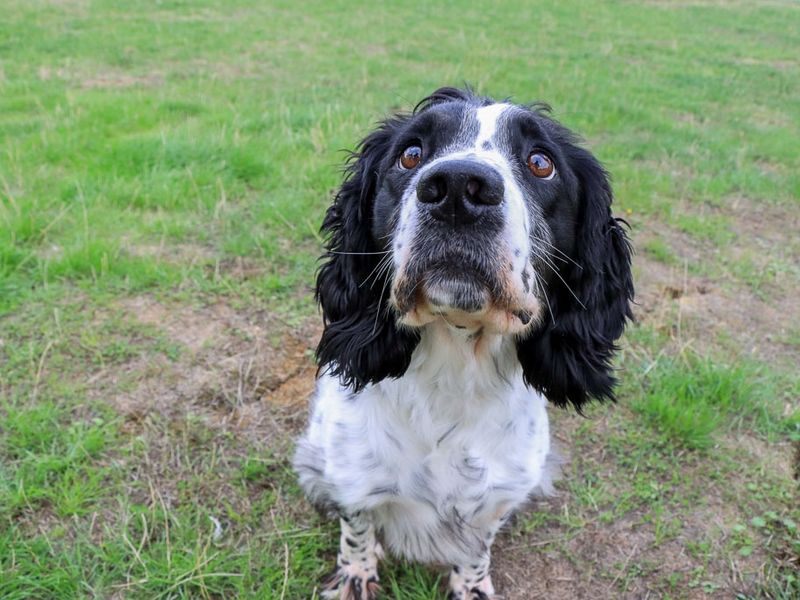 Rupert | Spaniel (English Springer) | Evesham (Worcestershire) - 2