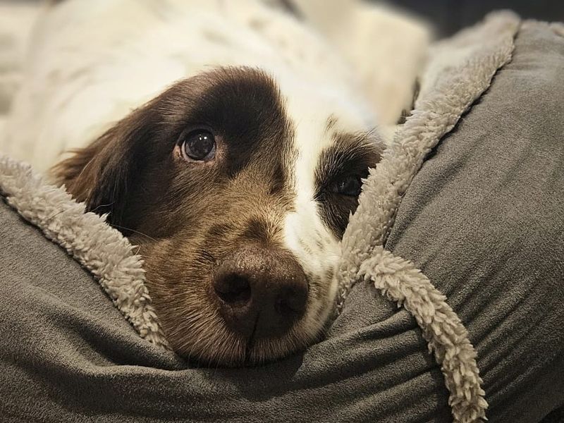 Springer Spaniel Dogs And Puppies For Adoption