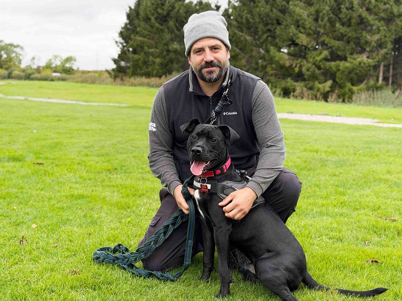 Bean | Terrier (Staffordshire Bull) Cross | Leeds - 3