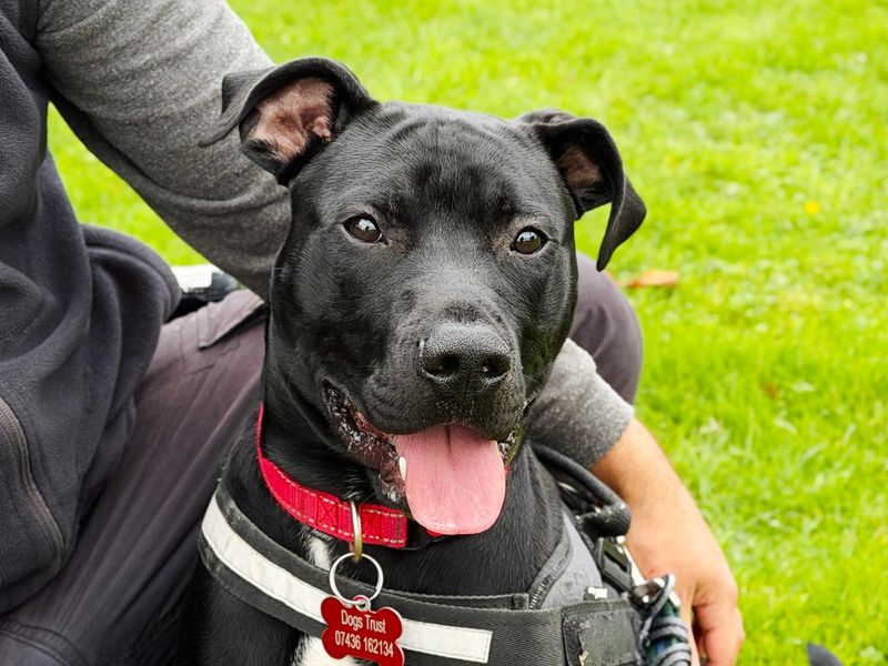 Bean | Terrier (Staffordshire Bull) Cross | Leeds - 1