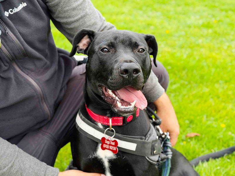 Bean | Terrier (Staffordshire Bull) Cross | Leeds - 5