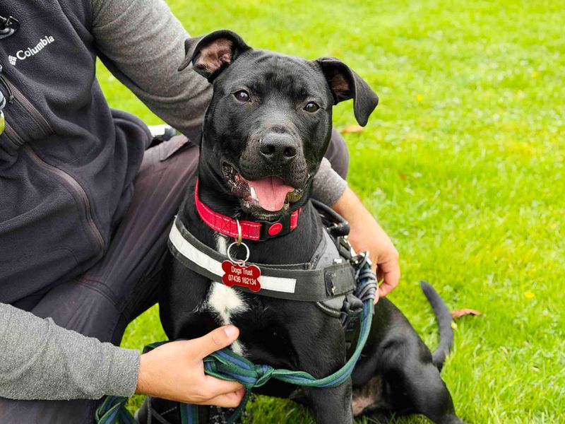 Bean | Terrier (Staffordshire Bull) Cross | Leeds - 2