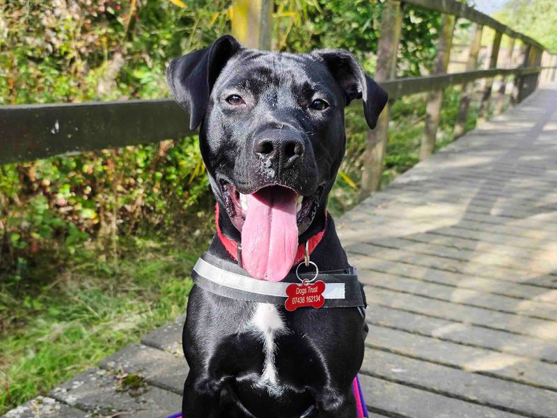 Bean | Terrier (Staffordshire Bull) Cross | Leeds - 4