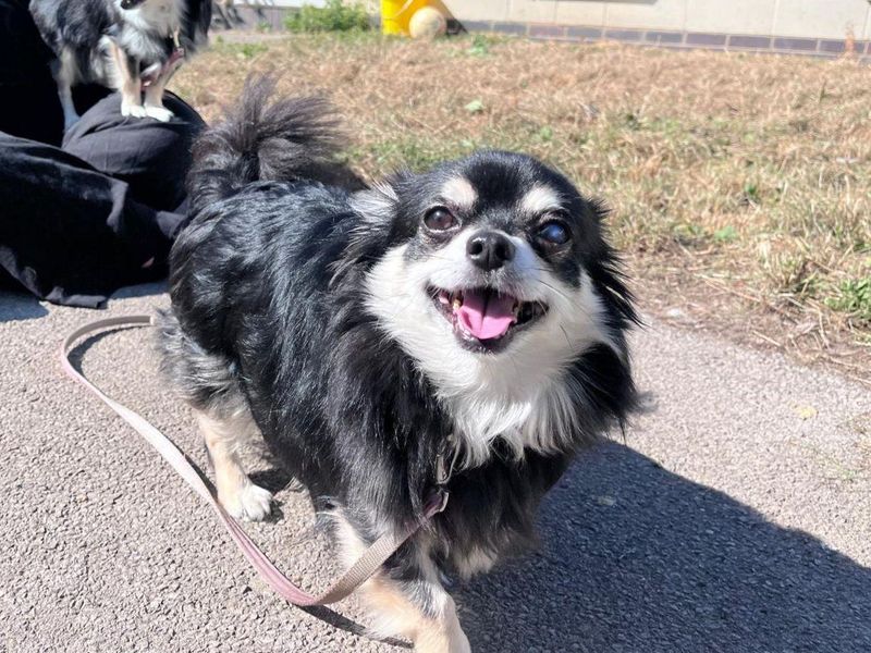 Adam | Chihuahua (Long Coat) | Bridgend (Wales) - 2