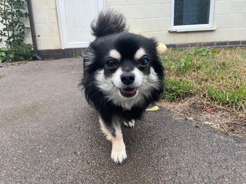Adam | Chihuahua (Long Coat) | Bridgend (Wales) - 4