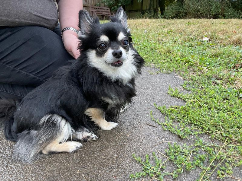 Adam | Chihuahua (Long Coat) | Bridgend (Wales) - 3