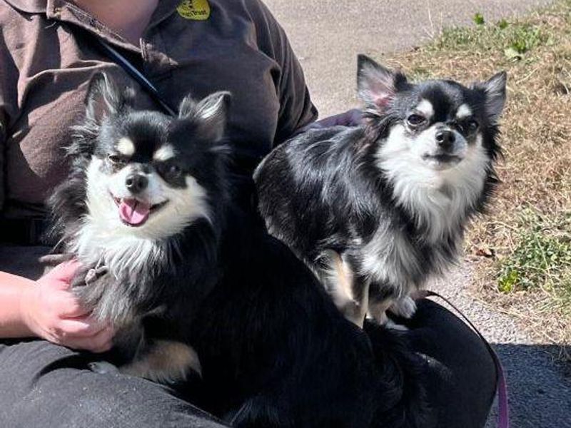 Angus | Chihuahua (Long Coat) | Bridgend (Wales) - 1