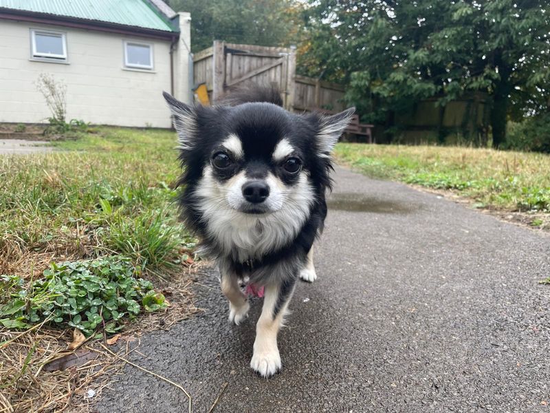 Angus | Chihuahua (Long Coat) | Bridgend (Wales) - 3