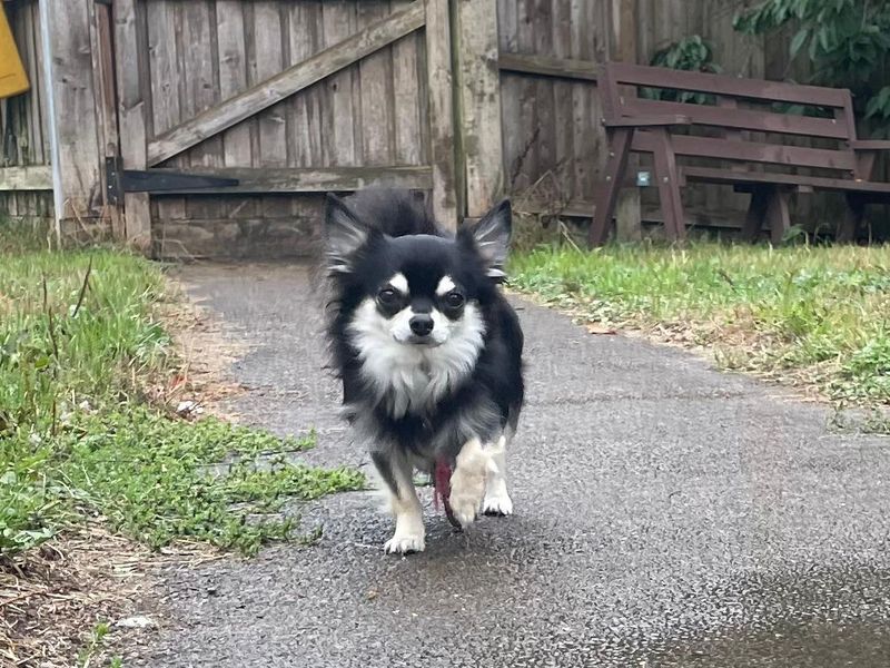 Angus | Chihuahua (Long Coat) | Bridgend (Wales) - 2
