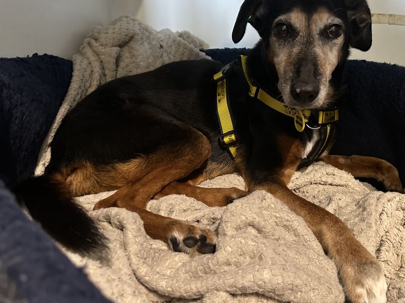 Izzy | Collie (Border) Cross | Bridgend (Wales) - 3