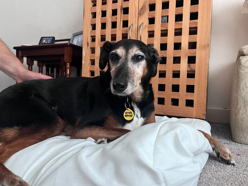 Izzy | Collie (Border) Cross | Bridgend (Wales) - 2