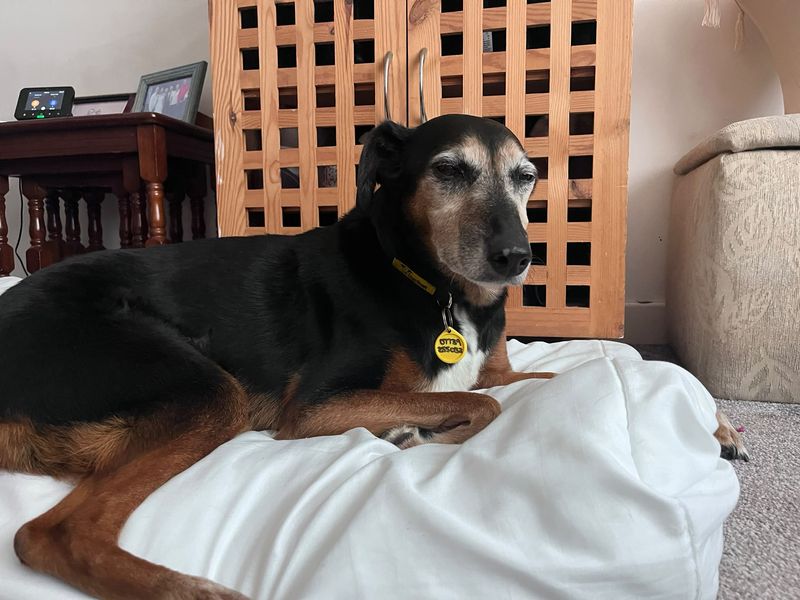 Izzy | Collie (Border) Cross | Bridgend (Wales) - 4