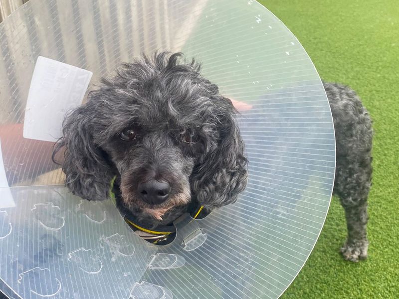 Bubble | Poodle (Toy) | Basildon (Essex) - 1