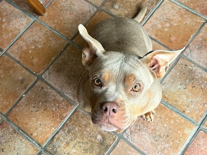 Cora - Image 2 of 2