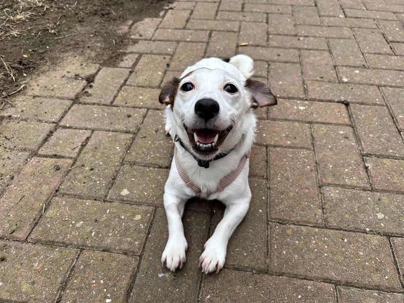 Jack Russell Terrier Dogs And Puppies For Adoption