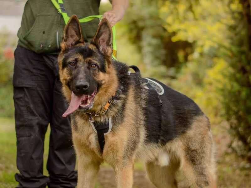 Major | German Shepherd Dog | Kenilworth (West Midlands) - 2