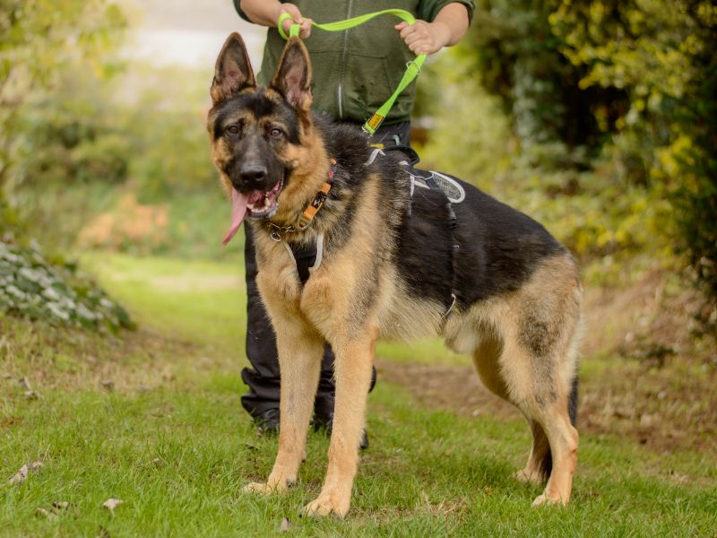 Major | German Shepherd Dog | Kenilworth (West Midlands) - 3