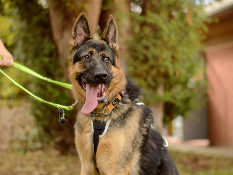 Major | German Shepherd Dog | Kenilworth (West Midlands) - 4