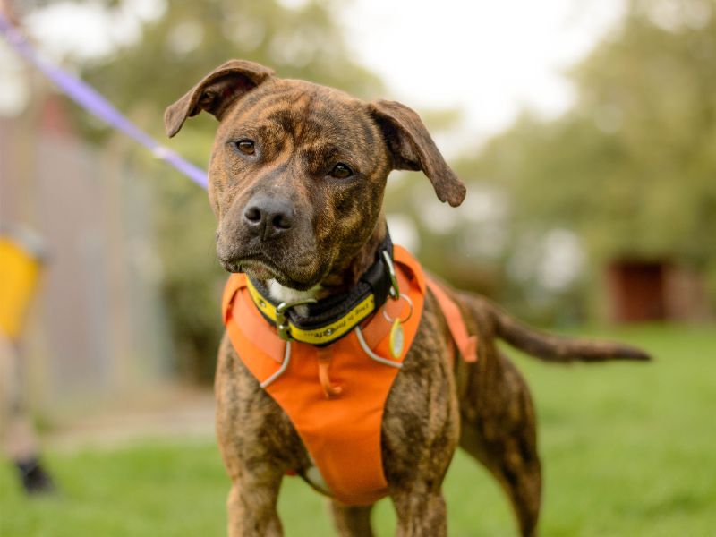 Toffee | Terrier (Staffordshire Bull) Cross | Kenilworth (West Midlands) - 2