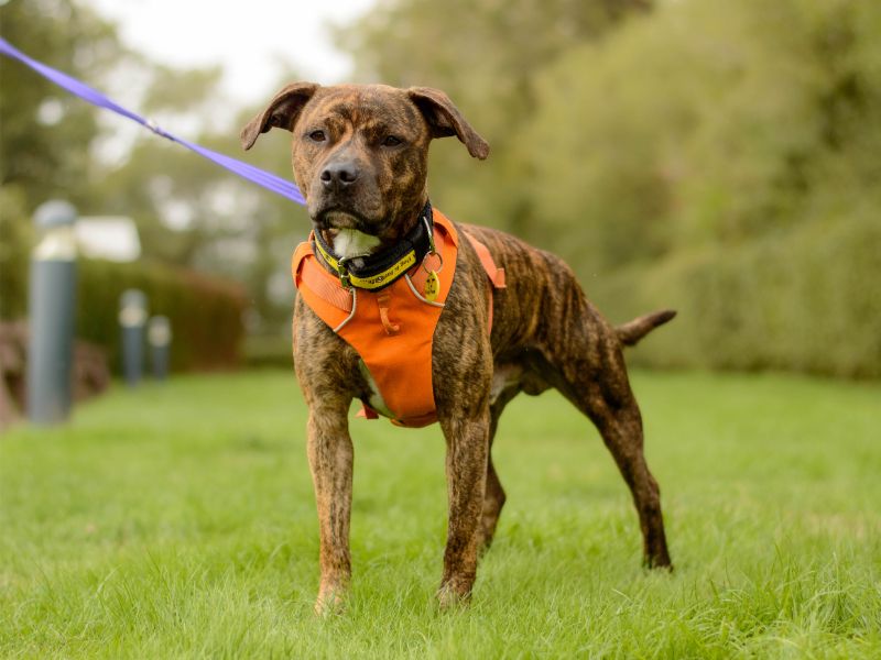 Toffee | Terrier (Staffordshire Bull) Cross | Kenilworth (West Midlands) - 3