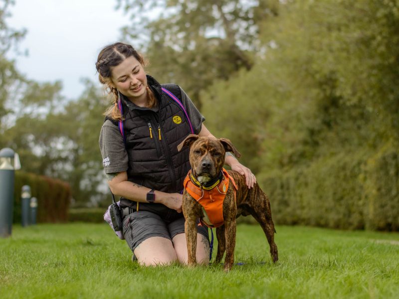 Toffee | Terrier (Staffordshire Bull) Cross | Kenilworth (West Midlands) - 1