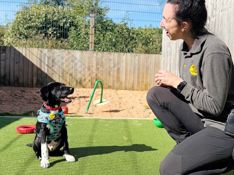 Border Collie Dogs And Puppies For Adoption