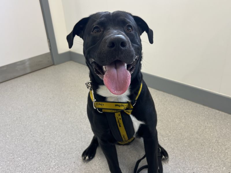 Finn | Retriever (Labrador) Cross | Ballymena (Northern Ireland) - 2