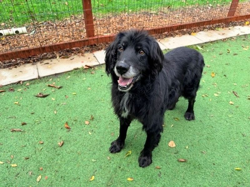 Bay | Spaniel (Cocker) Cross | Merseyside (Liverpool) - 4