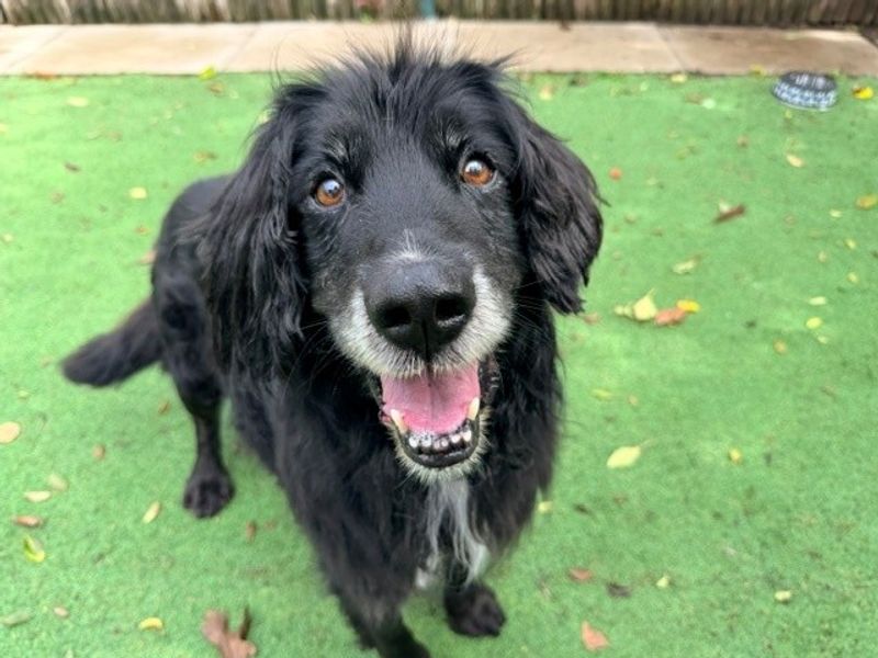Bay | Spaniel (Cocker) Cross | Merseyside (Liverpool) - 1