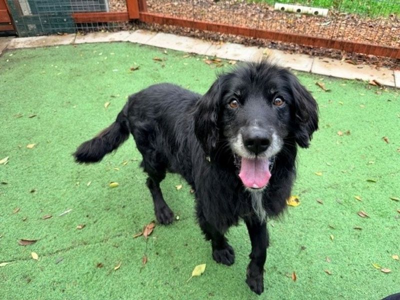 Bay | Spaniel (Cocker) Cross | Merseyside (Liverpool) - 3