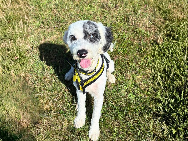 Mitch | Poodle (Standard) Cross | Salisbury (Wiltshire) - 1