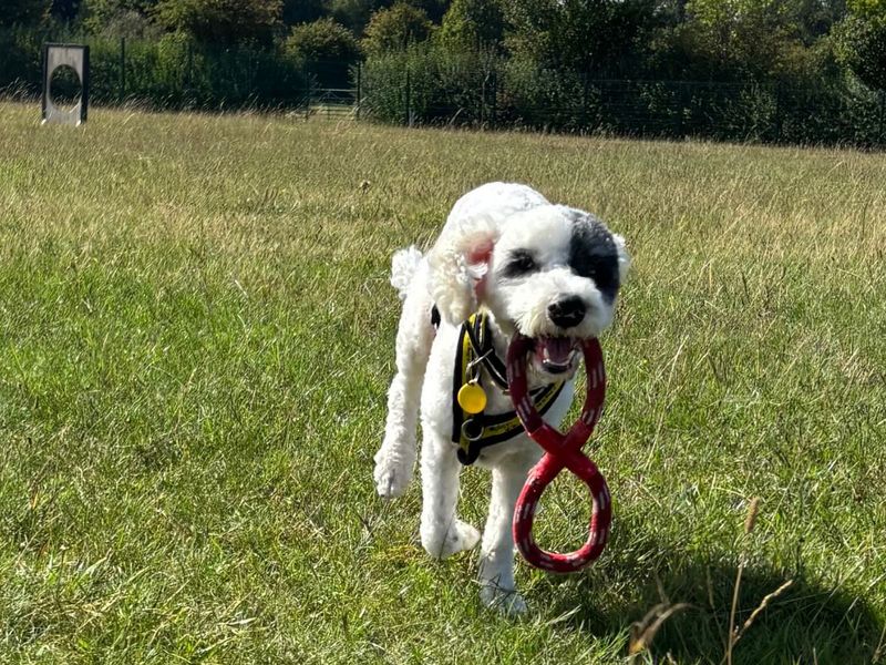 Mitch | Poodle (Standard) Cross | Salisbury (Wiltshire) - 3