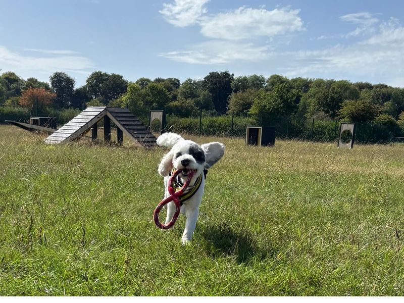 Mitch | Poodle (Standard) Cross | Salisbury (Wiltshire) - 5