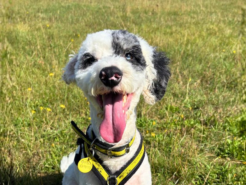 Mitch | Poodle (Standard) Cross | Salisbury (Wiltshire) - 4