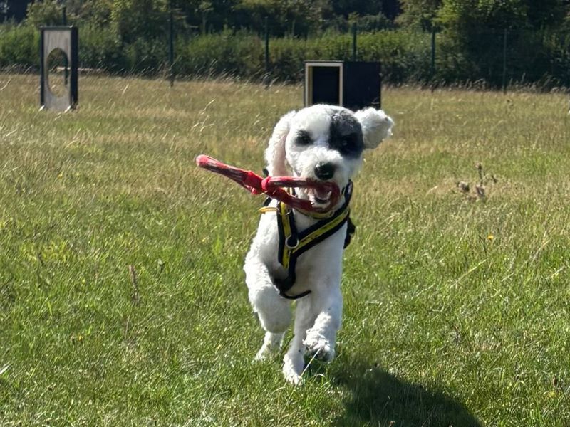 Mitch | Poodle (Standard) Cross | Salisbury (Wiltshire) - 2