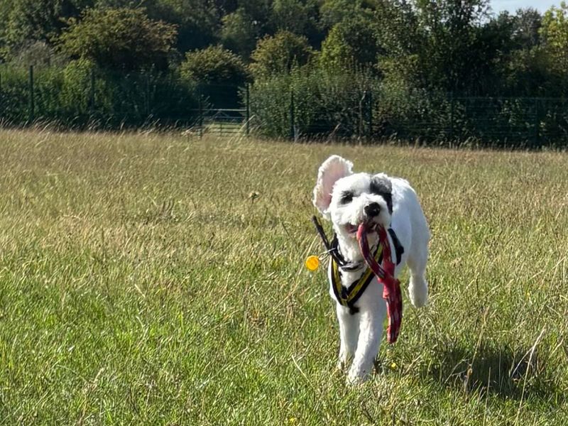 Mitch | Poodle (Standard) Cross | Salisbury (Wiltshire) - 6
