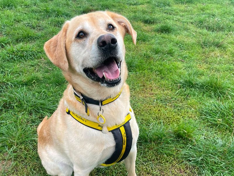 Loch | Retriever (Labrador) | Shrewsbury (Shropshire) - 1